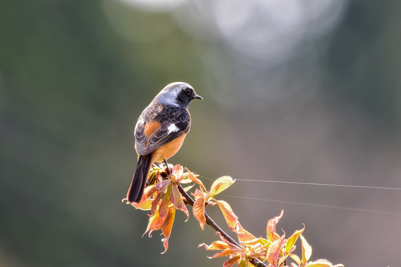 animal-5036252_1280.jpg