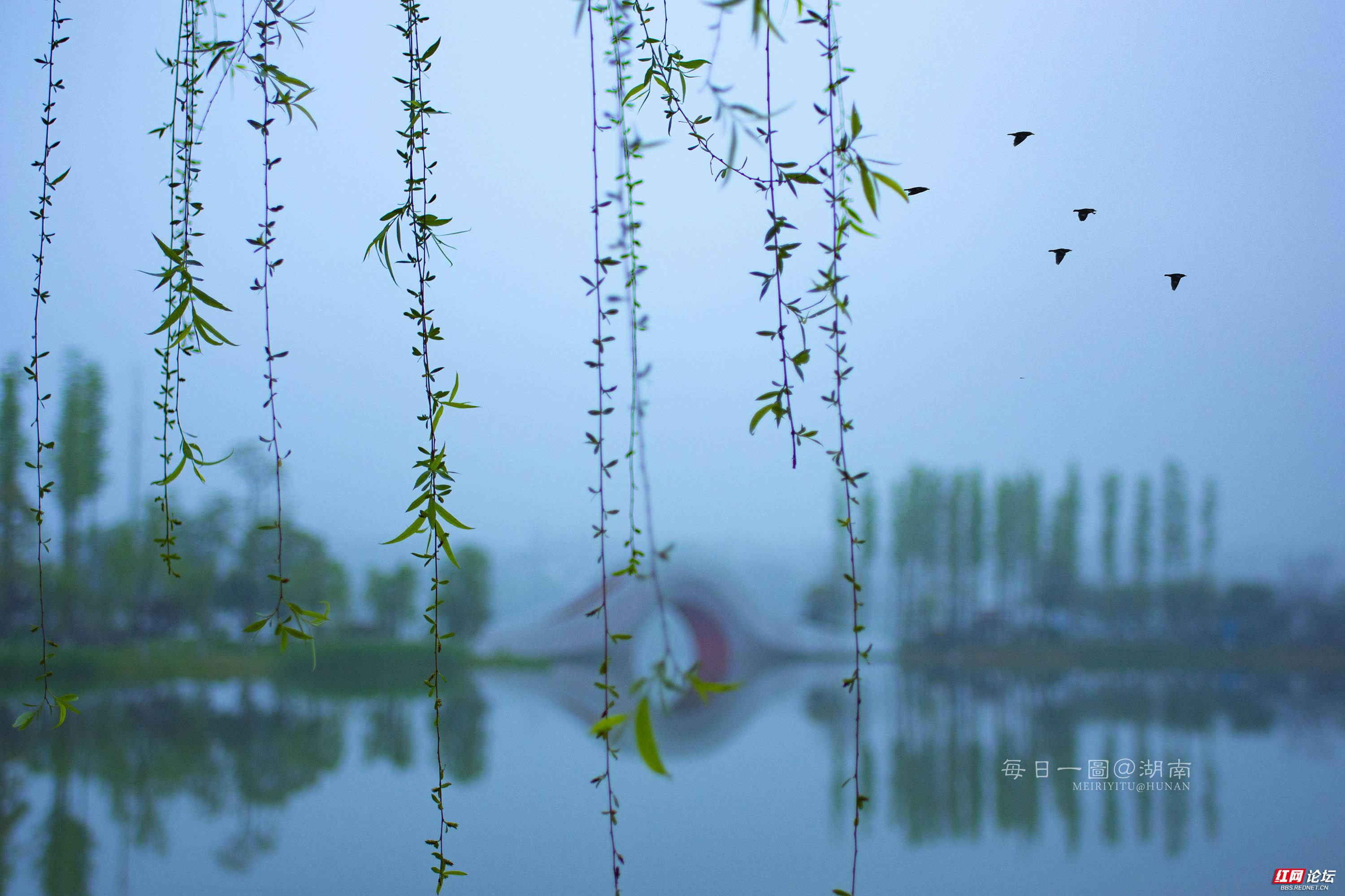 后湖之晨.吴非.jpg