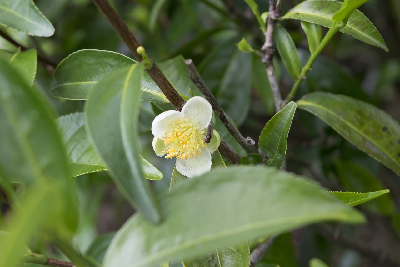 tea-flower-2579512_1280.jpg