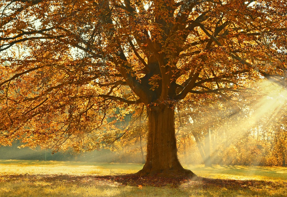 tree-4637270_960_720.jpg