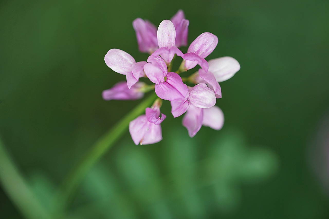 crown-vetch-8140085_1280.jpg