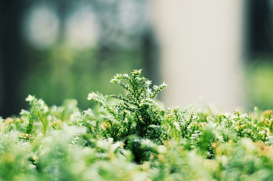 green-690315_960_720.jpg