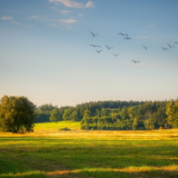 美文丨石川：有一种明白，叫糊涂
