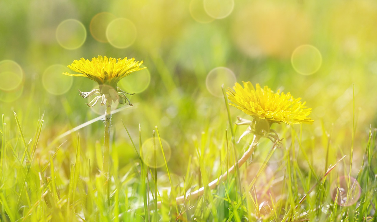 common-sowthistle-7959016_1280.jpg