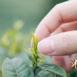 湘歌：湘水泡湘茶 想家就喝它