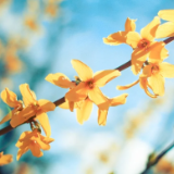 湘江文艺丨王旭英：金元宝（短篇小说）