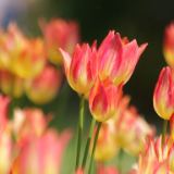 芙蓉·诗歌丨雅北：平静的花园