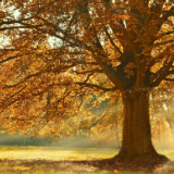 诗歌时刻丨卫宏图:我做不了枫,载不动秋的思念