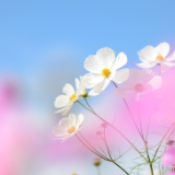 芙蓉·小说丨芦芙荭：死亡讯息