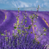 创作·诗歌丨起伦:静水深流