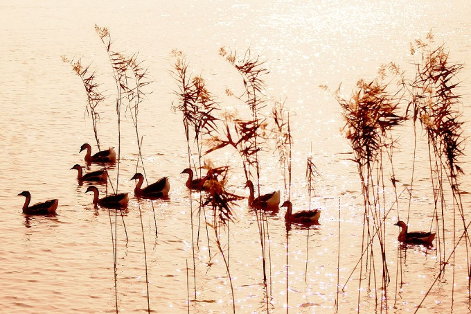 艺评丨谢宗玉：四首旅湘诗里的杜甫情绪