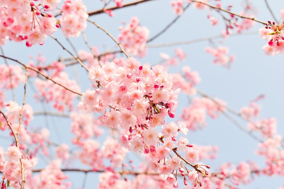 cherry-blossom-tree-1225186_960_720.jpg