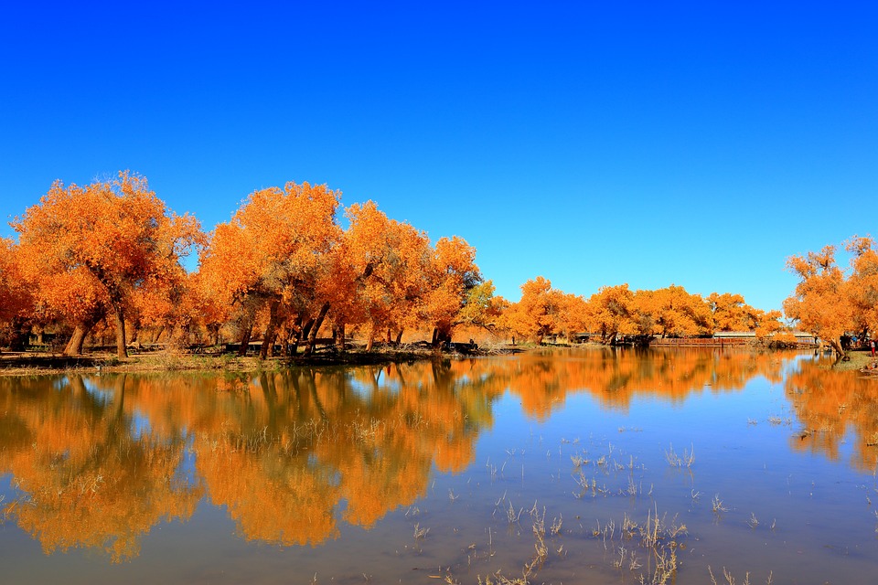 nature-3224964_960_720.jpg