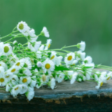 诗词丨滕文生：七律·缅怀方智远同志