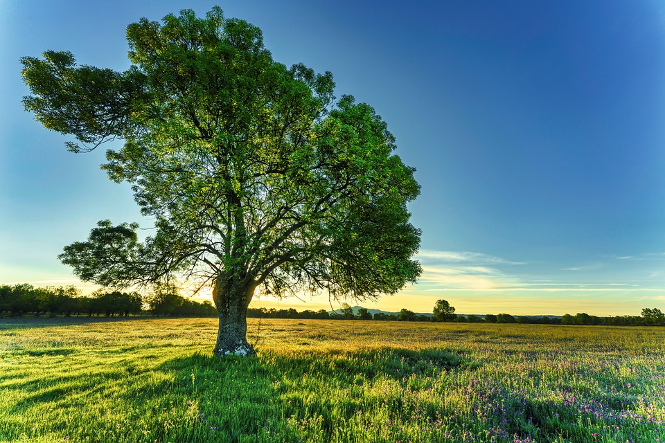 tree-7186835_960_720.jpg