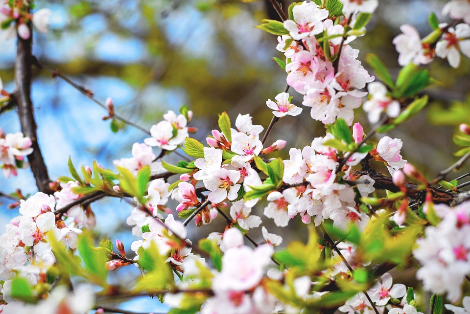 cherry-blossoms-1836419_960_720.jpg