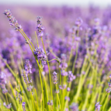 芙蓉·小说丨于坚：翡翠蜥蜴