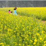 湘江文艺丨谭仲池：五福村的油菜花节