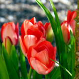 专栏丨胡代松：桑田沧海本寻常，实情却被光阴误