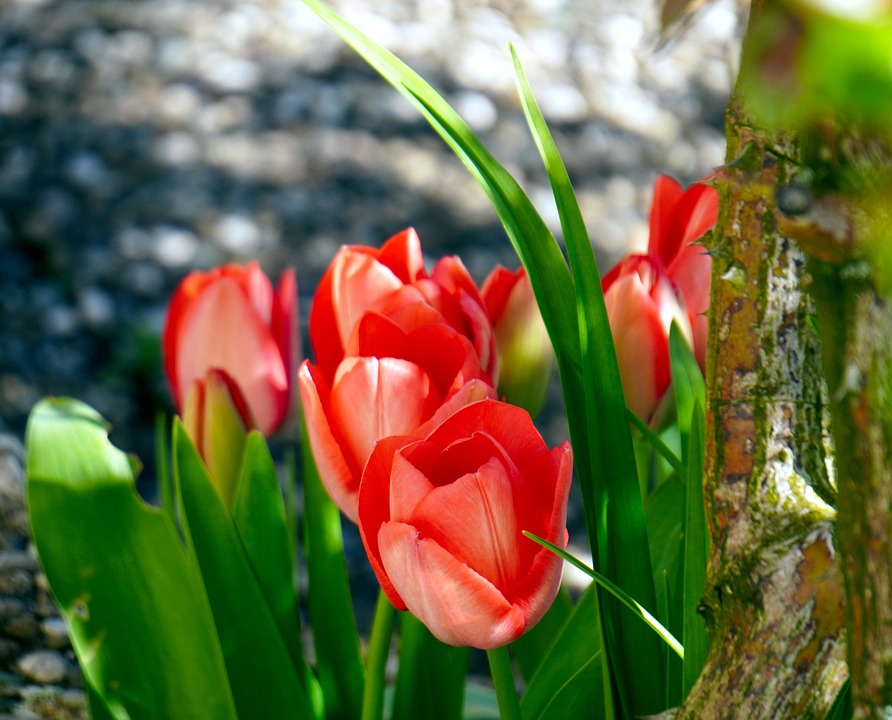 tulips-4961124_960_720.jpg tulips-4961124_960_720.jpg