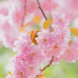 诗歌丨熊芳：随想（组诗）