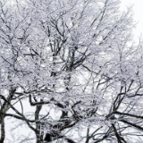 行吟诗刊丨边寻：我想做那只冬季里最坚强的小鸟，站在枝头歌唱晶莹的林野
