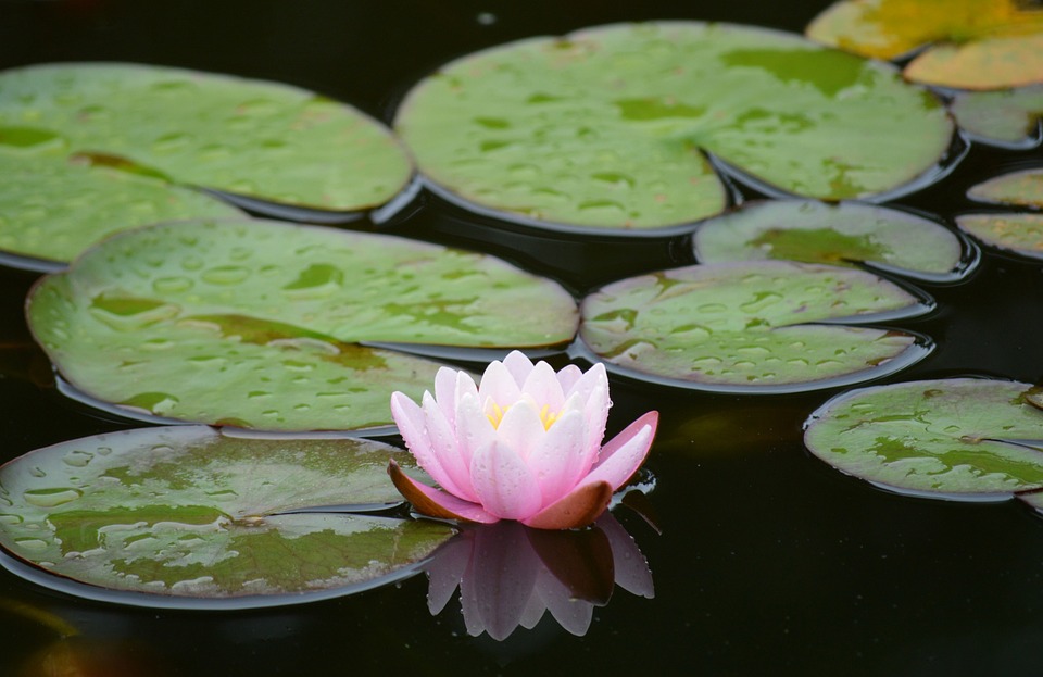 water-lily-7287257_960_720.jpg