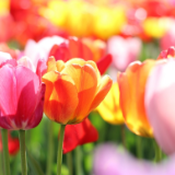 芙蓉·诗歌丨石慧琳：世间清脆的声音