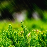 诗歌时刻丨秦风：雨落下，清明含着一道泪光望着你