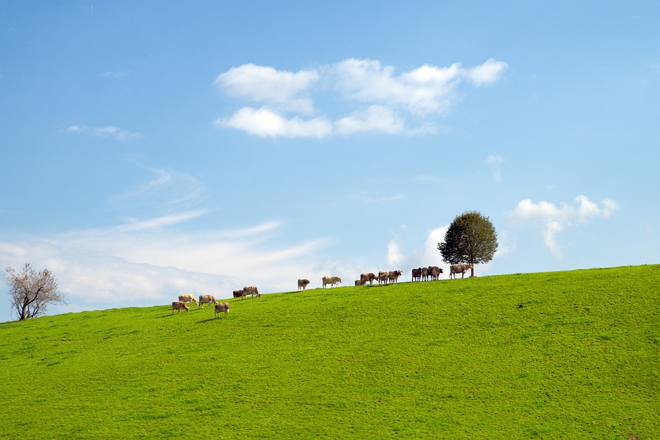 cows-6611452_960_720.jpg