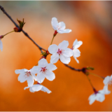 芙蓉·小说丨朱文颖：唯精神论者