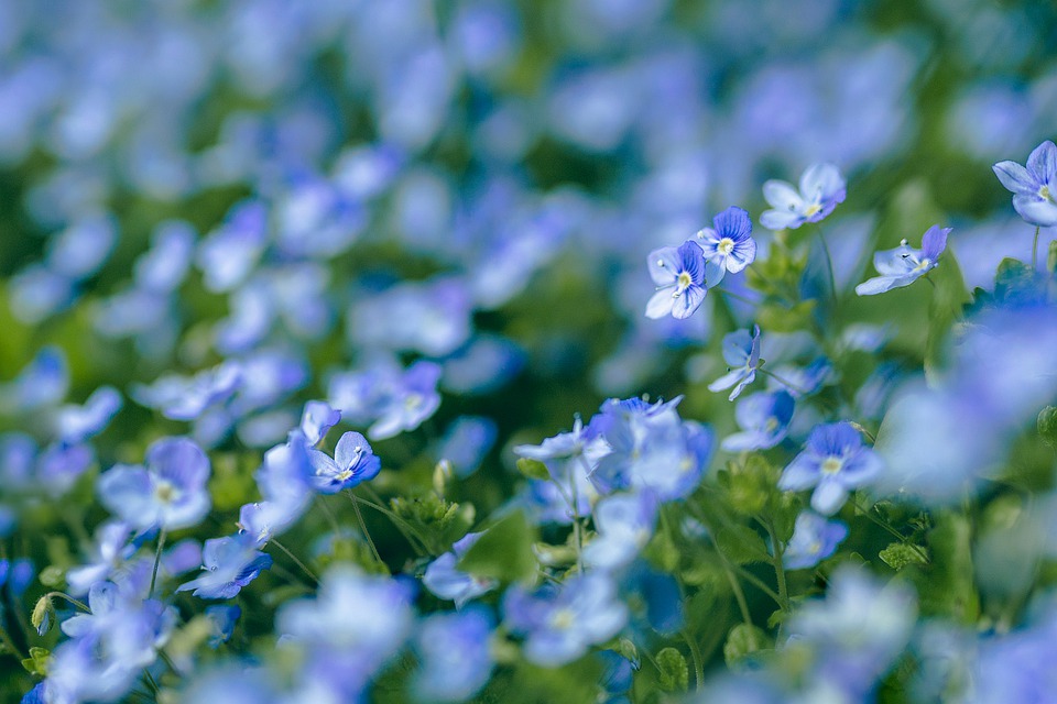 flowers-7619451_960_720.jpg