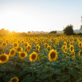 芙蓉·小说丨肖勤：海边的向日葵