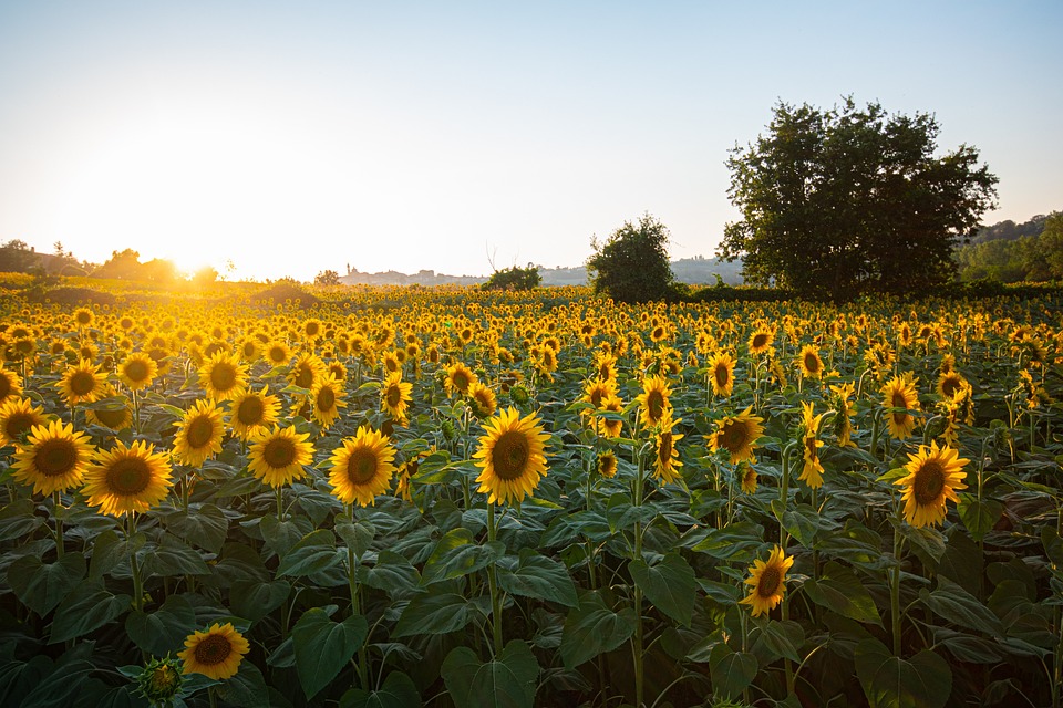 sunflowers-6007847_960_720.jpg