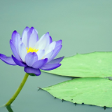 诗歌丨吴茂盛:我的手指穿过痛苦的城市,流浪的居所无枝可栖