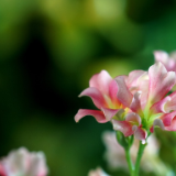 芙蓉·小说丨周瑄璞：芬芳