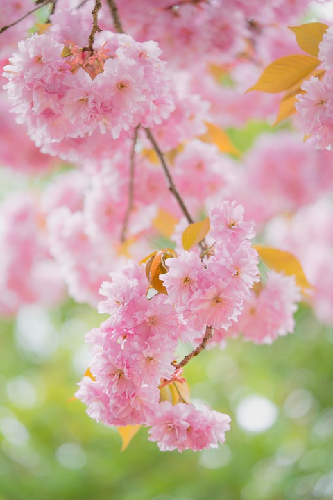 cherry-blossoms-7885873_960_720.jpg