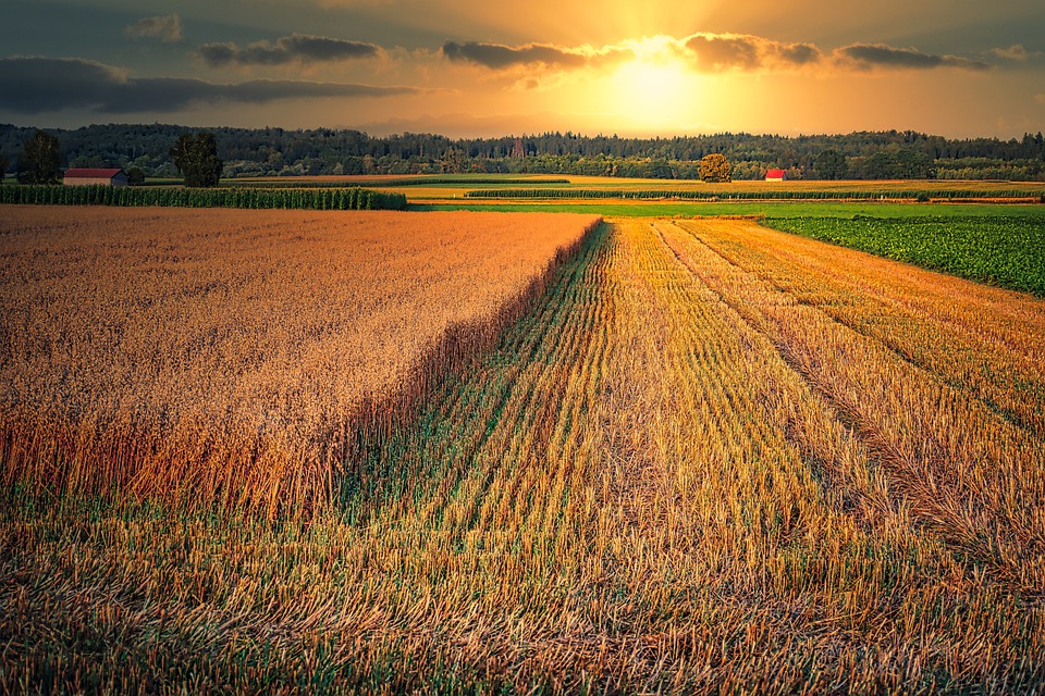 field-4894296_960_720.jpg