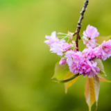 艺评丨储昌芝、肖舞：与风共舞