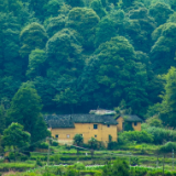 散文丨高玲：互生的庄稼