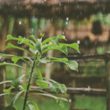 芙蓉·诗歌丨王江平：生活，雨水