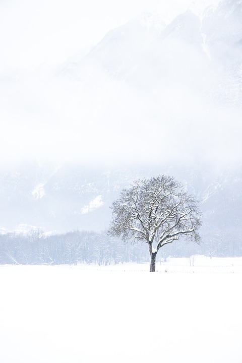 snow-5914603_960_720.jpg