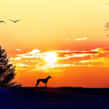 散文丨汪文英：匠心守良