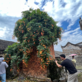 散文丨何永洲:五斤粮票