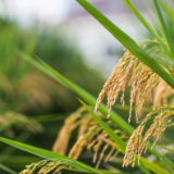 礼赞新时代 争当好少年丨缪瑞涵：珍惜粮食  争做新时代好少年