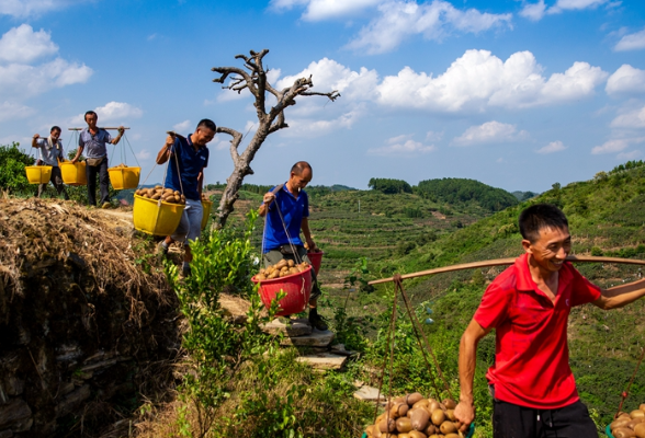银奖作品丨李玲立:《丰收的喜悦》
