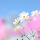 欧阳帅:我的老师走了