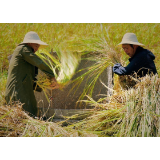 湘江文艺丨沈书枝：双抢时