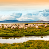 散文丨谢永华:我和卓玛