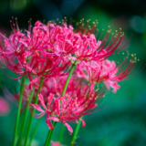 芙蓉·小说丨牛余和：彼岸花